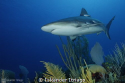Cruising by the reef.
Caribbean Reef Shark

@Gran Caym... by Iskander Itriago 